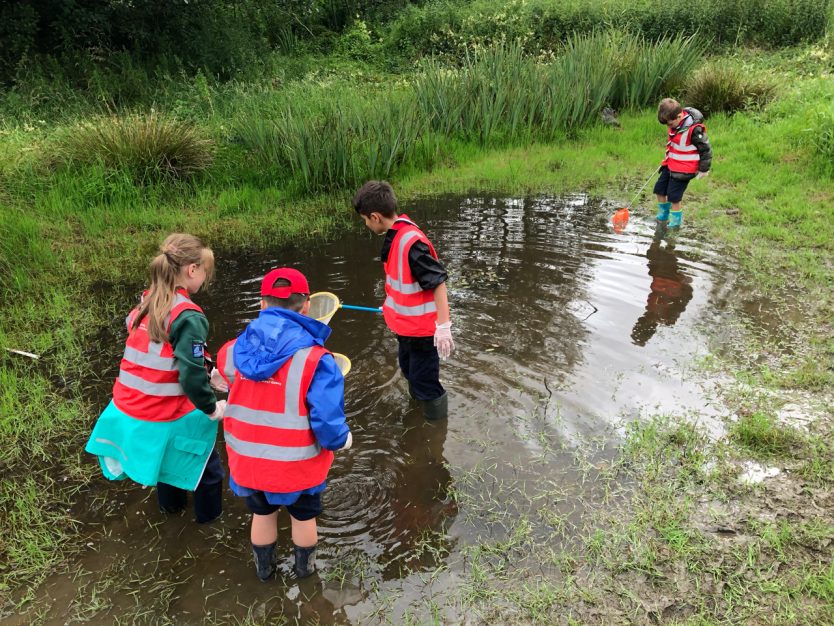 Pond Dipping in Billesley Common